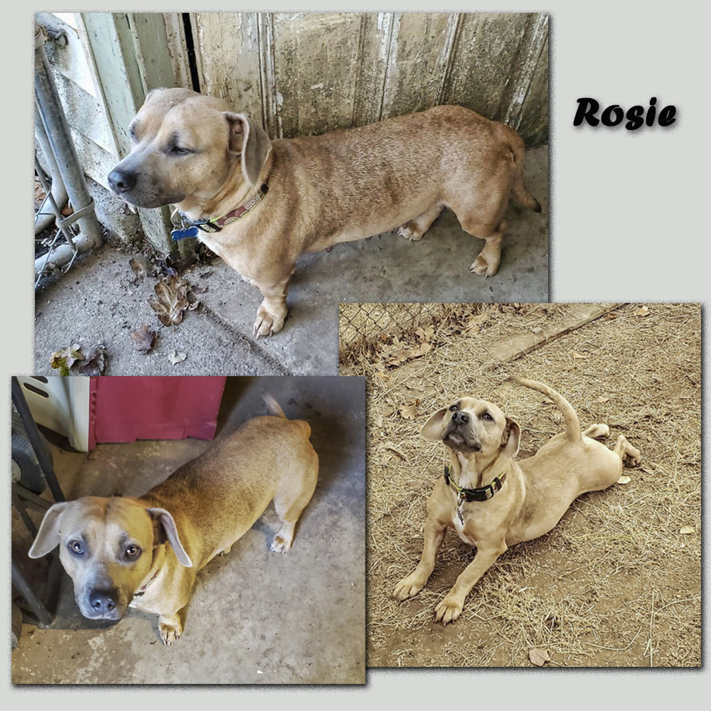 Click on the image to find out more about Rosie